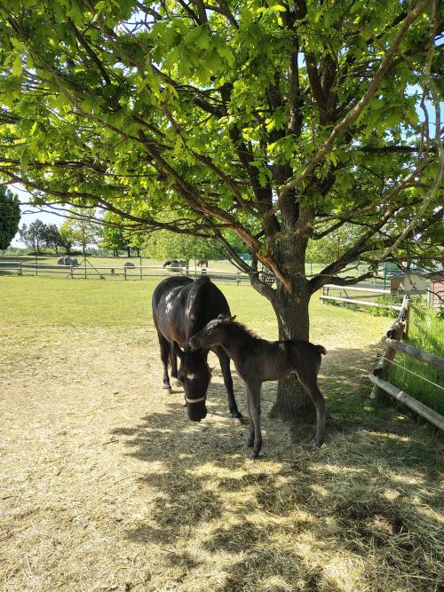 Květen - Předplavecký kurz a hipoterapie 