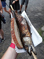 Rybí hody Budislavice