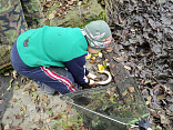 Tradiční výlov rybníčku v Mladém Smolivci 2014